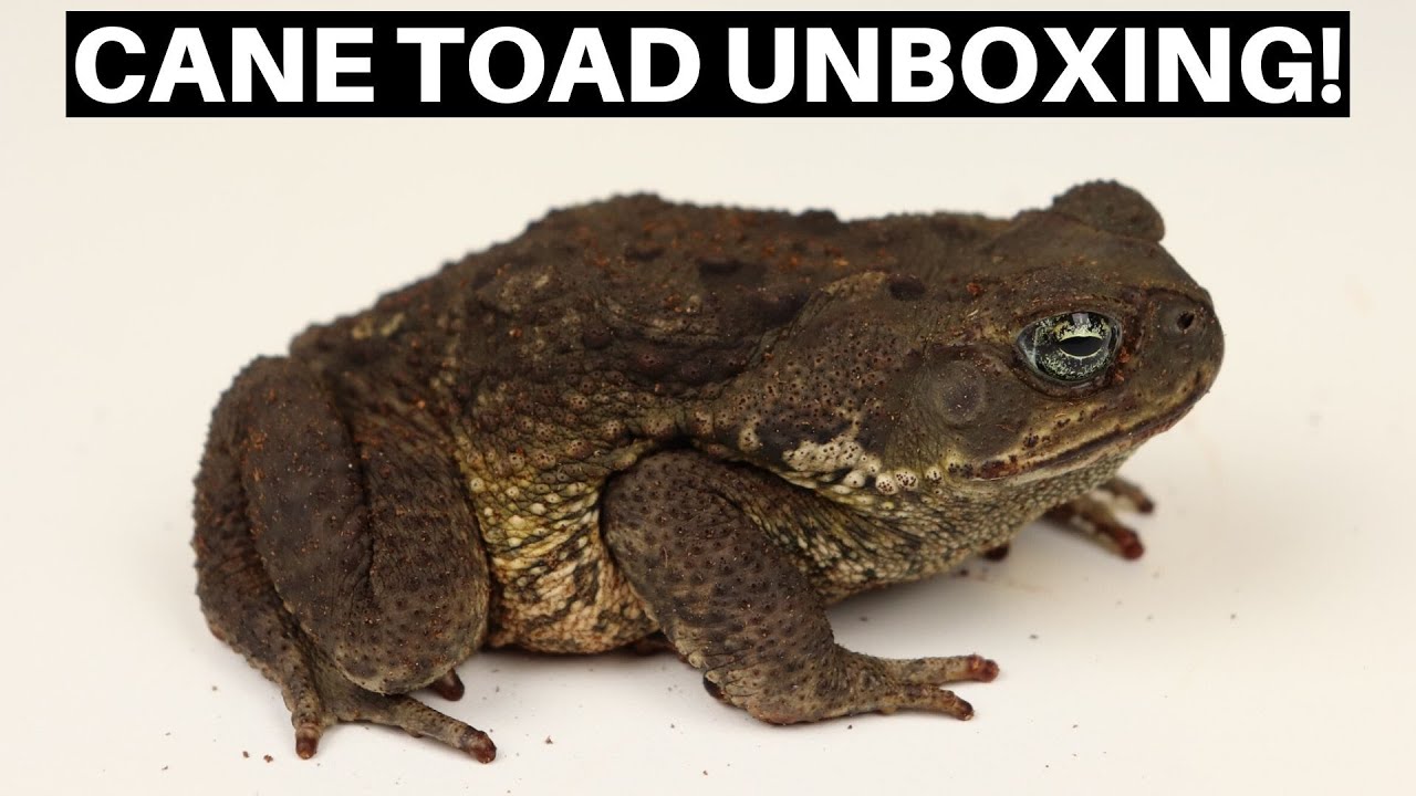 Cane Toad Unboxing From Underground Reptiles! - Benjamin's Exotics