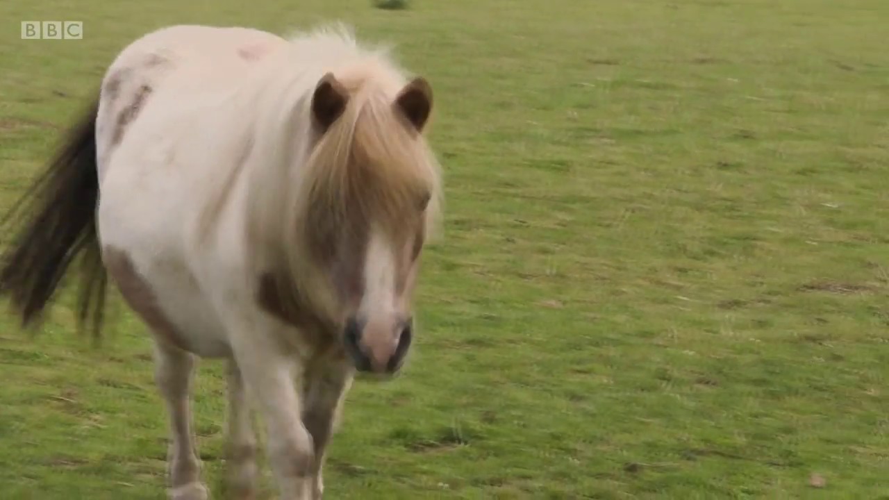 Escape to the Country Hillside Animal Sanctuary