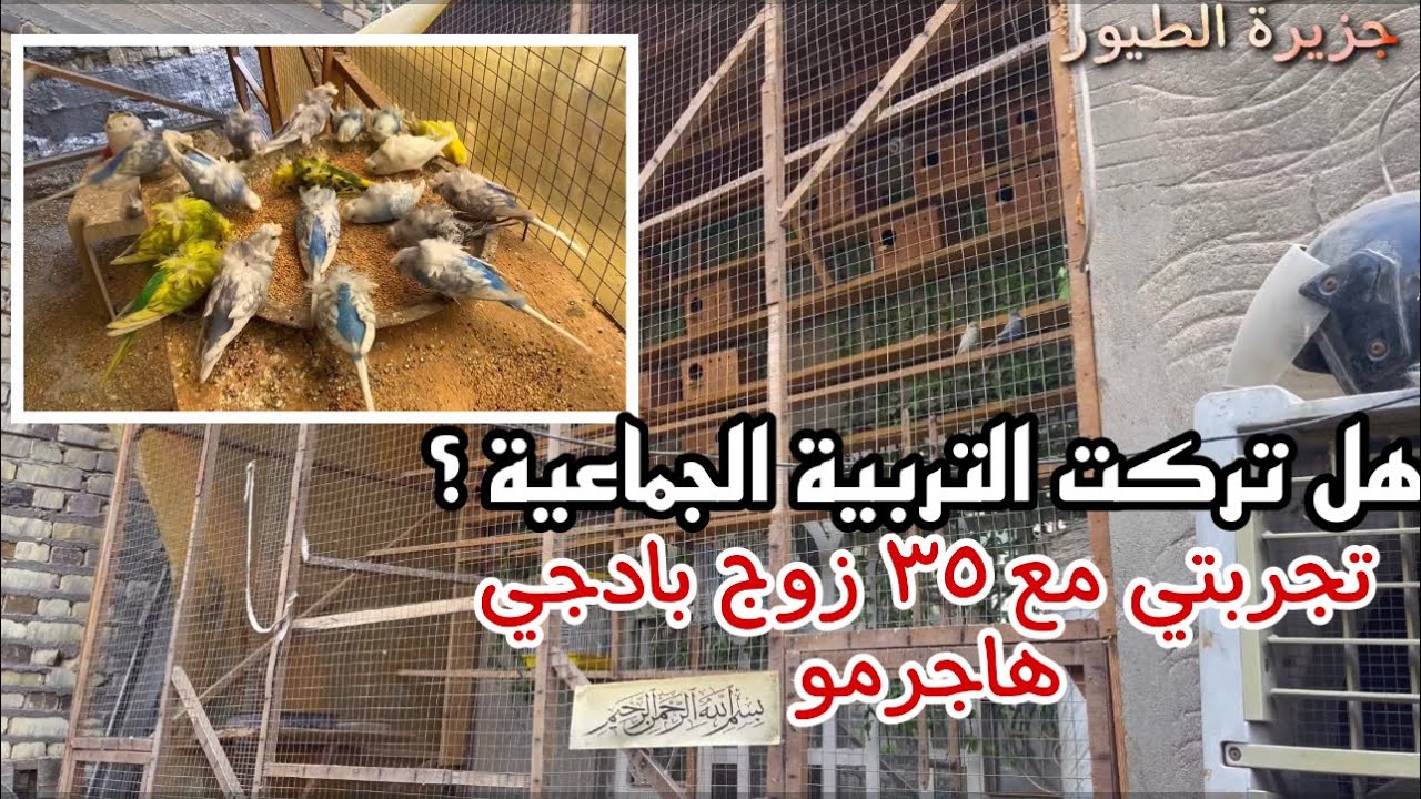 خلاصة تجربتي بالتربية الجماعية ل٣٥ زوج هاجرمو لمدة سنتين / جزيرة للطيور
