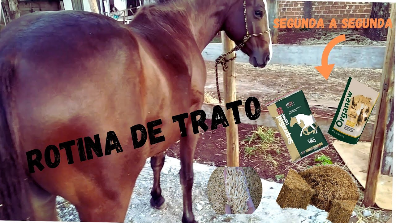 Rotina de segunda a segunda, alimentação do cavalo, simples que funciona