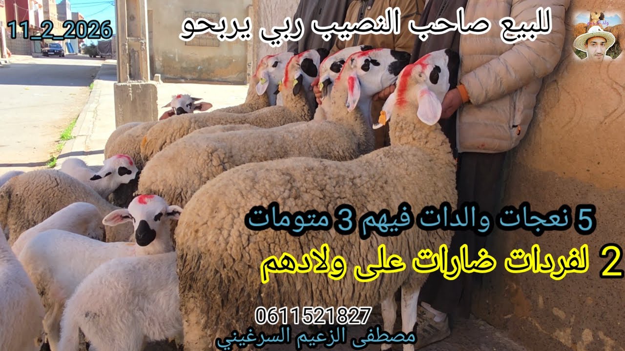 #مصطفى_الزعيم جاب الجديد 5 نعجات والدات فيهم 3 متومات + وحدة والدة دكر #للبيع #لمشرا_يتنزه 11/2/2026