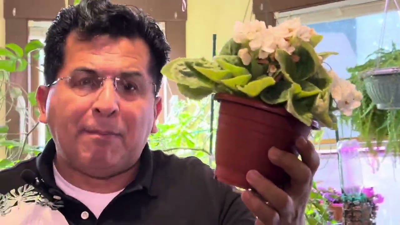 Seguimiento del cuidado de violetas africanas dentro de casa @jardinmagicodejoel5697