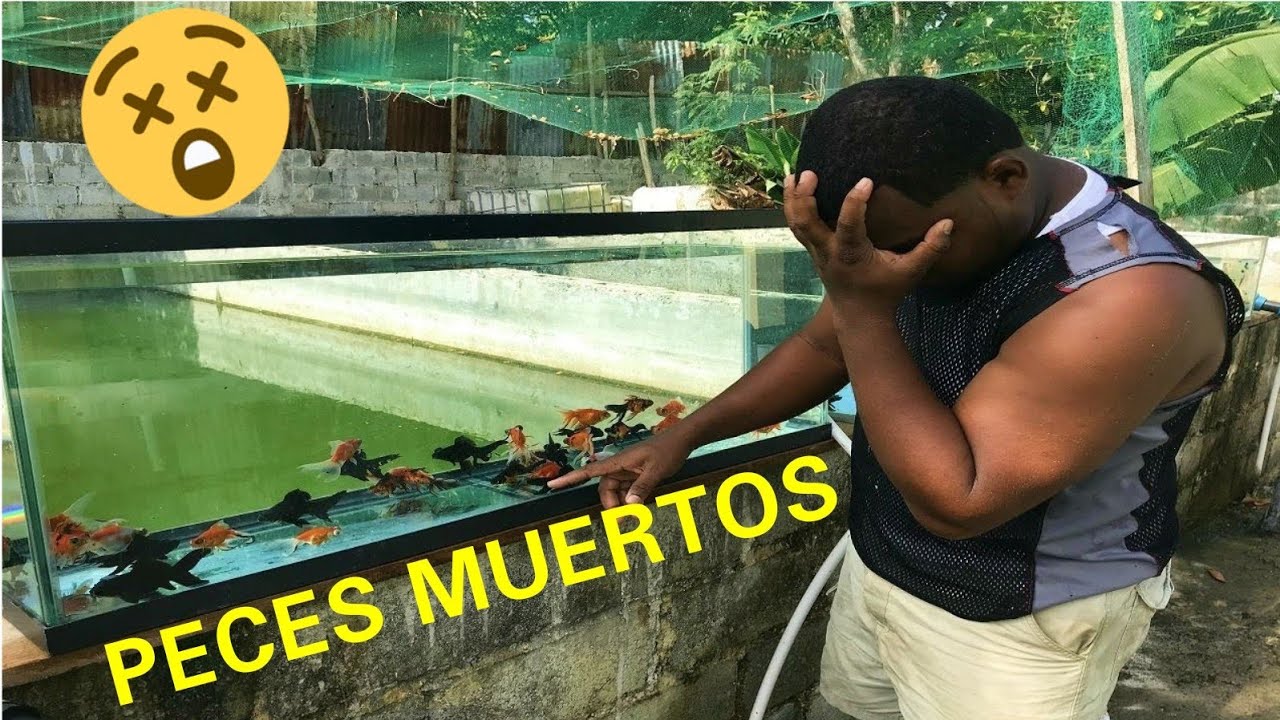 DAR ALIMENTO VIVO ENFERMA A TUS PECES ft criadero de betta y goldfish Javier RD