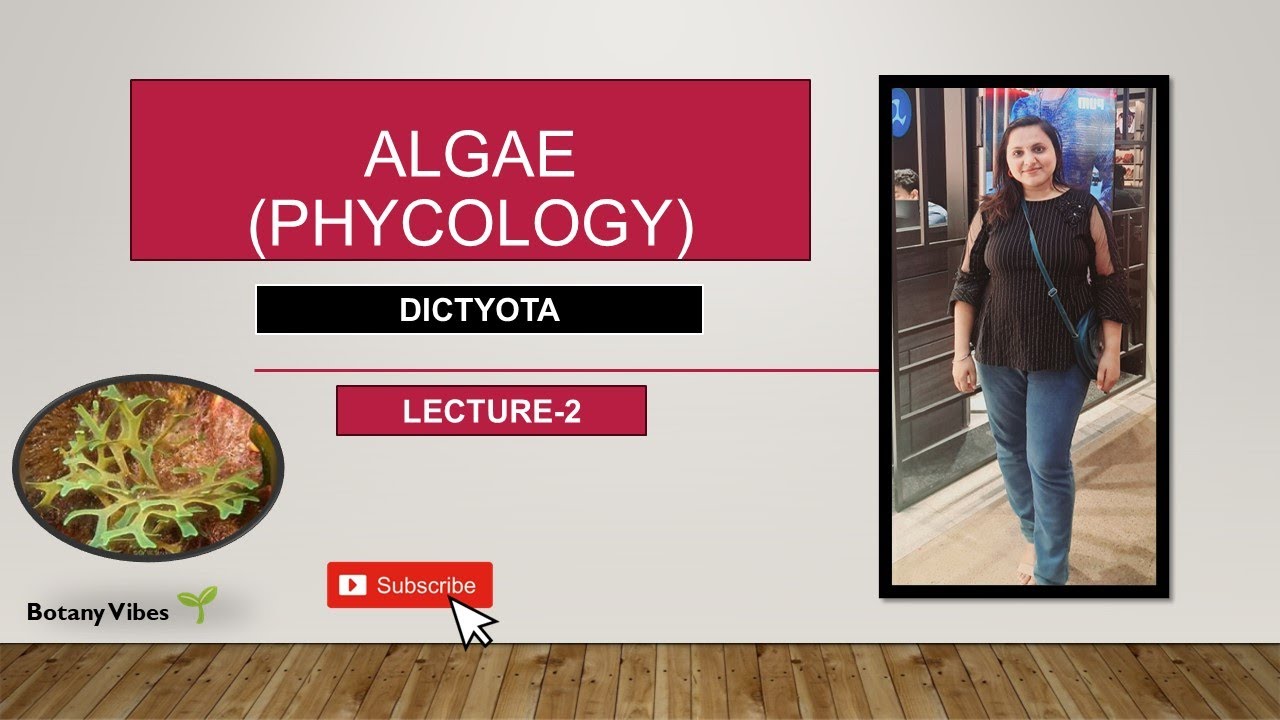 LECTURE-2 || DICTYOTA ||BROWN ALGAE|| PHEOPHYTA||ALGAE