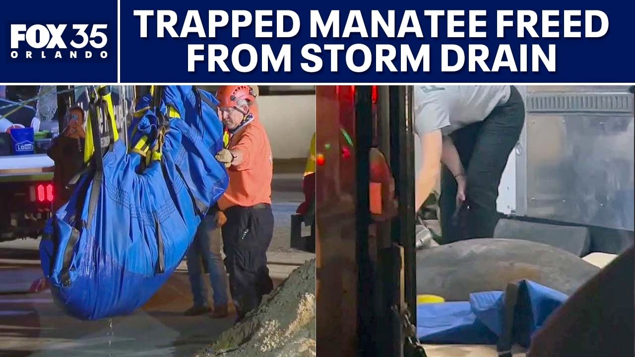 Manatee rescued after being trapped inside storm drain under road