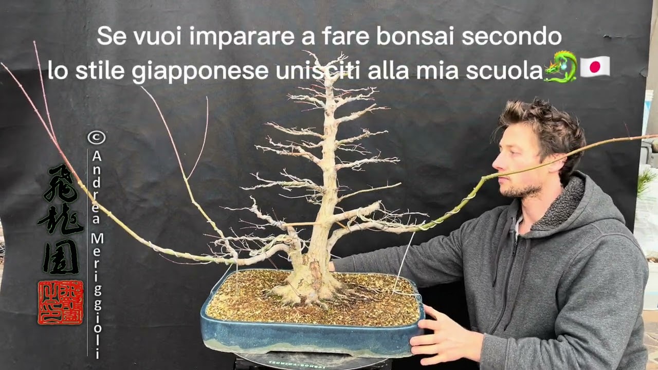 Yamamomiji in stile sankan: prima-dopo il lavoro🍁🇯🇵