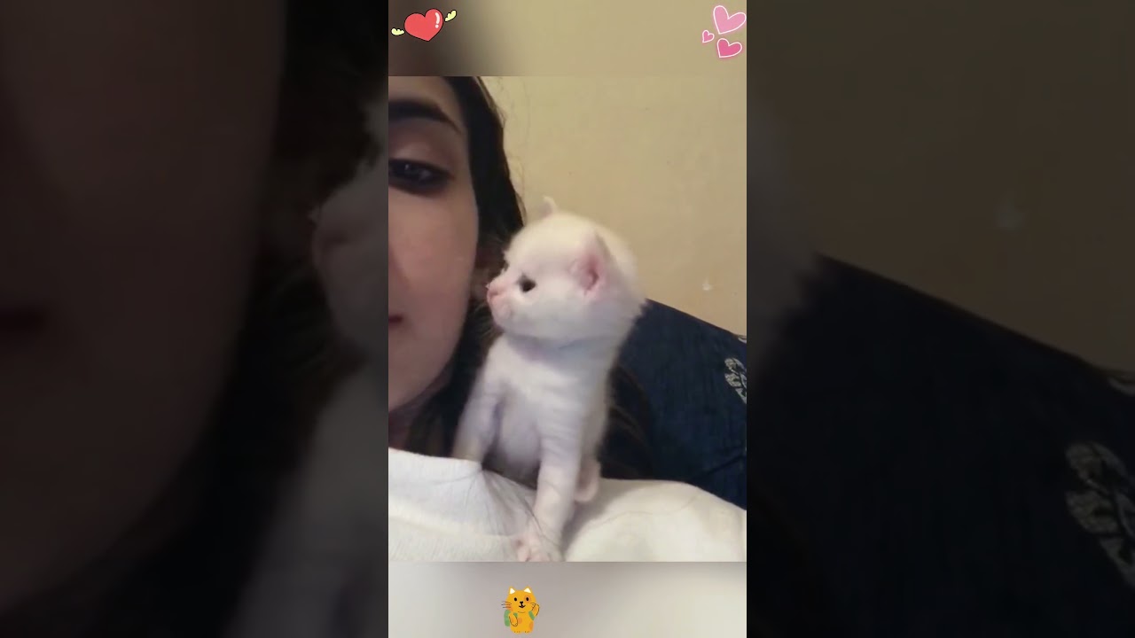 Cat Claims We&rsquo;re Just Humans in Training #cat #funnycats #cutecat #catlovers #fyp #viralvideo