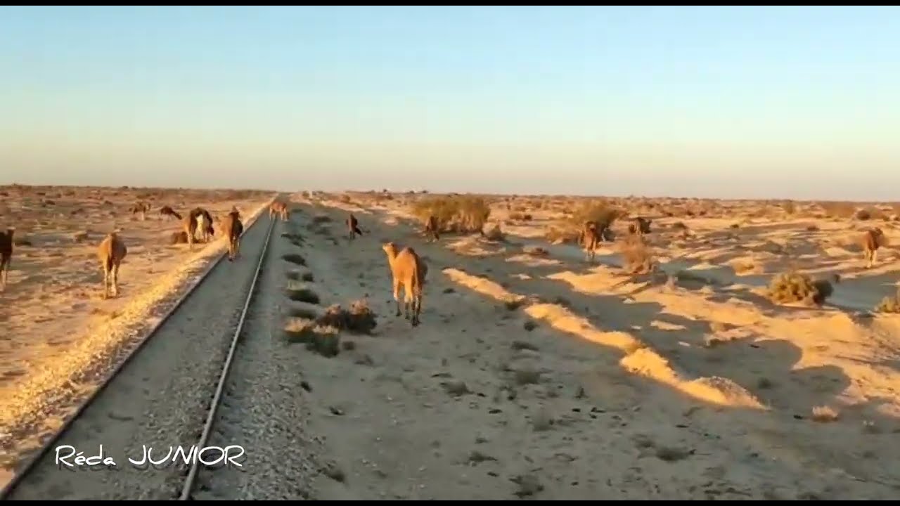SNTF : les 🐫 chameaux qui ralentissent le train 🚂 | Biskra - Touggourt : le désert algérien ❤️🏜️☀️