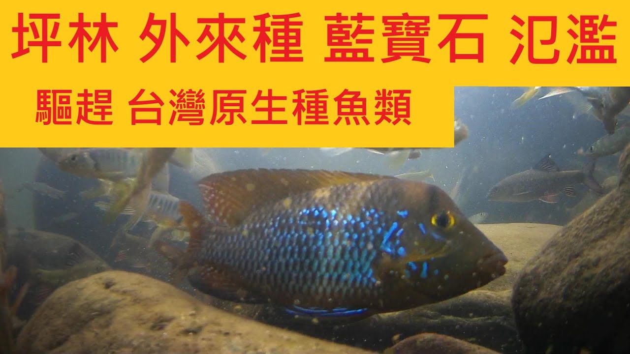 【坪林 北勢溪】外來種藍寶石  @驅趕台灣原生種 @危害生態