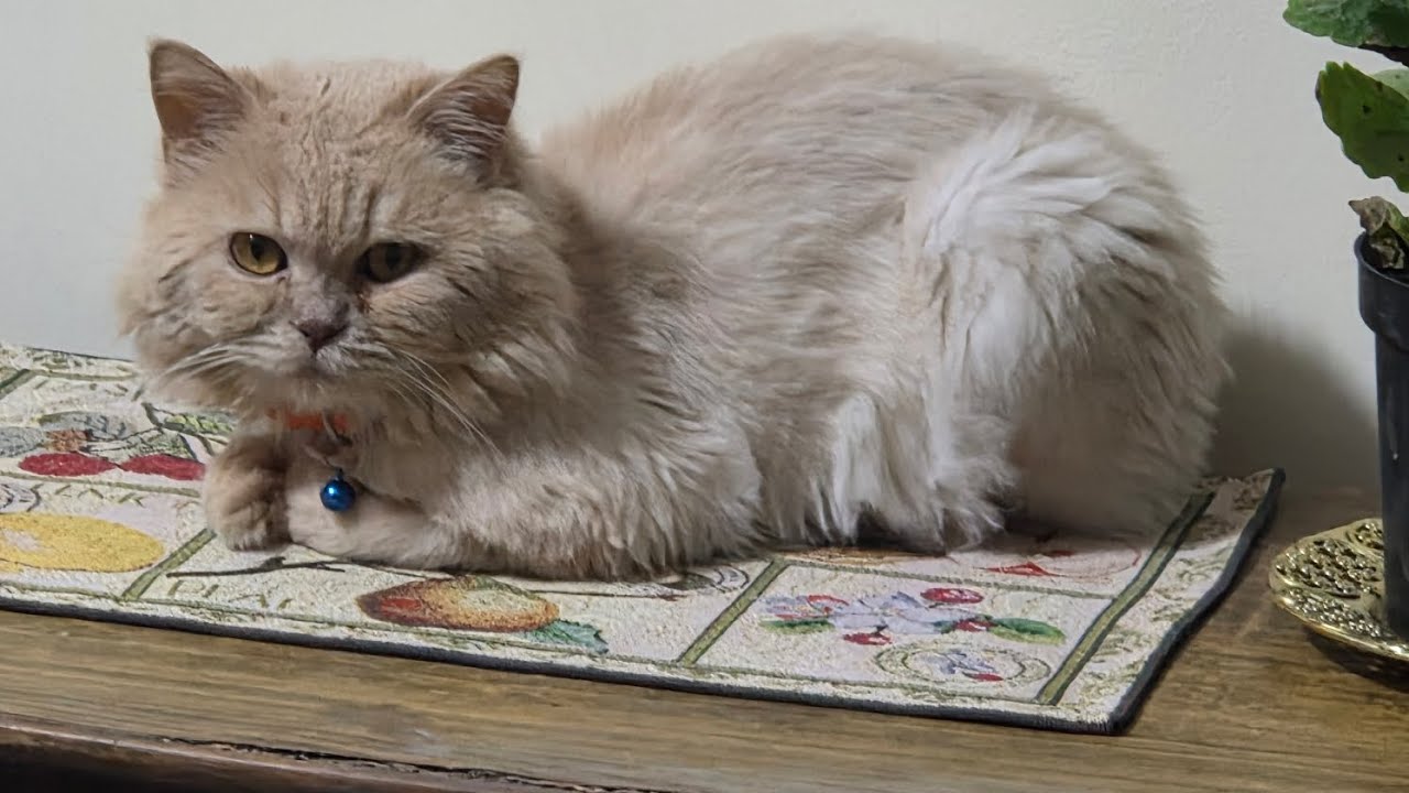 @Hazel and cats and dogs videos