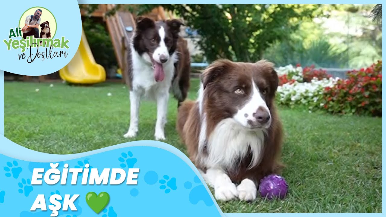 Köpeklere 