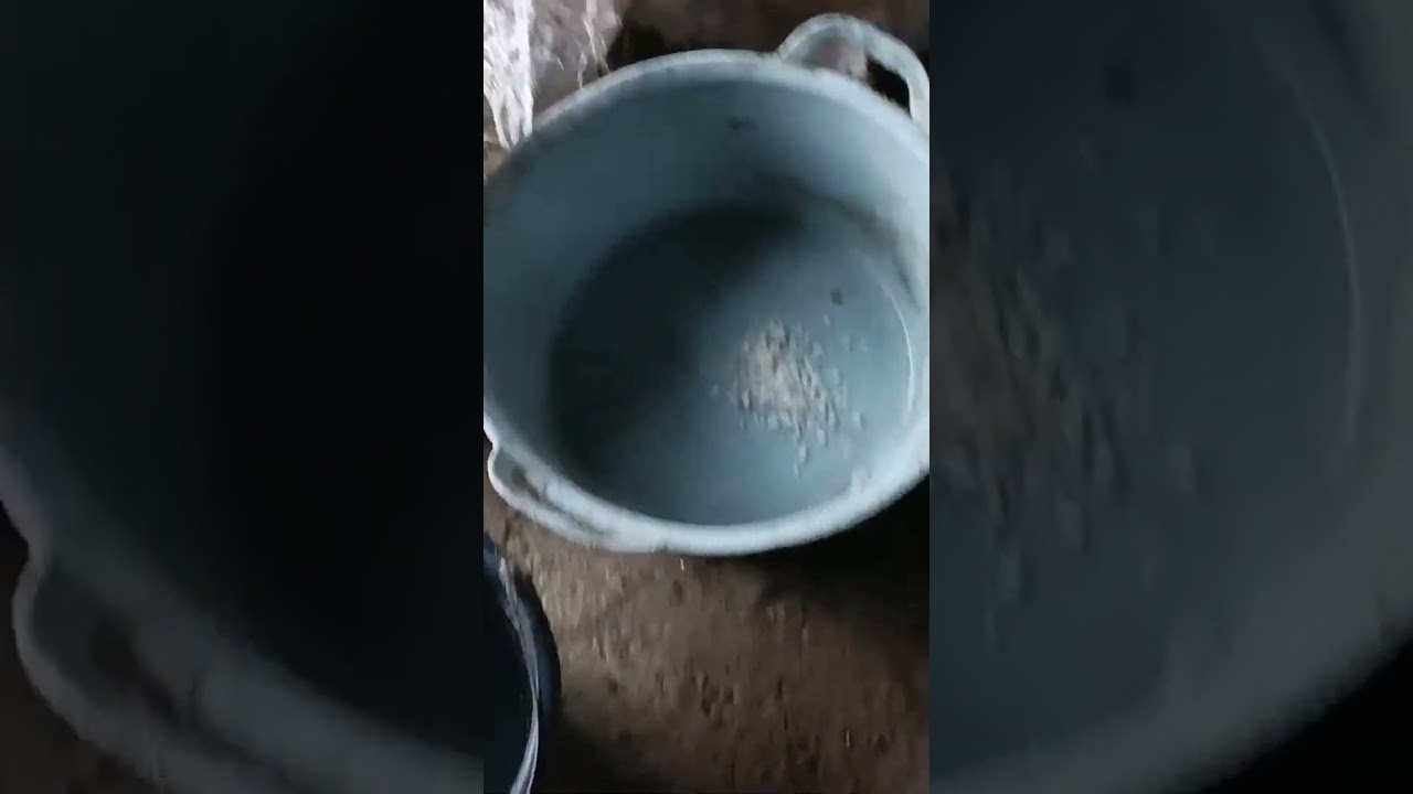 Pakan Comboran Sapi Ekonomis