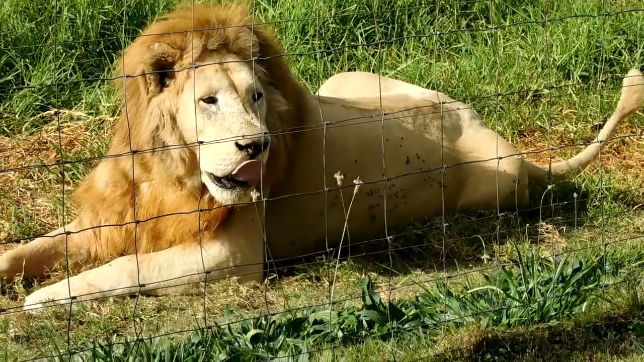 Lion Park, East London, South Africa
