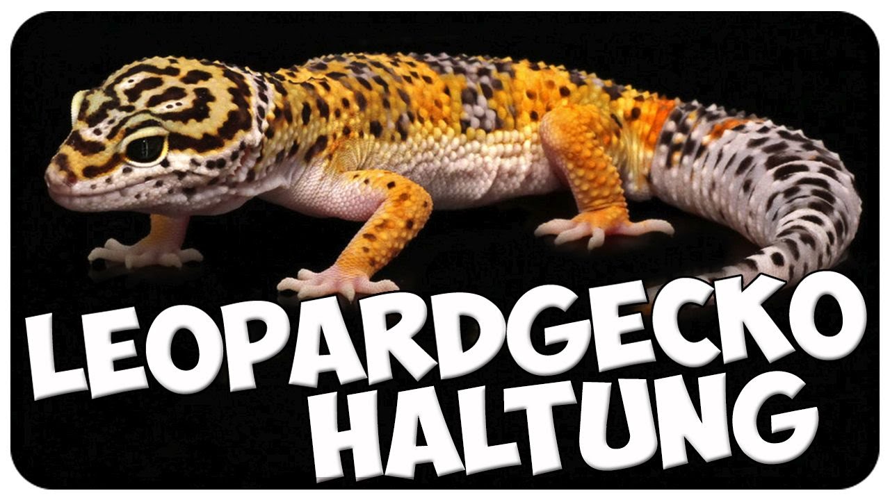 Leopardgecko Haltung! Leopardgeckos richtig halten! Tipps!! Eublepharis macularius