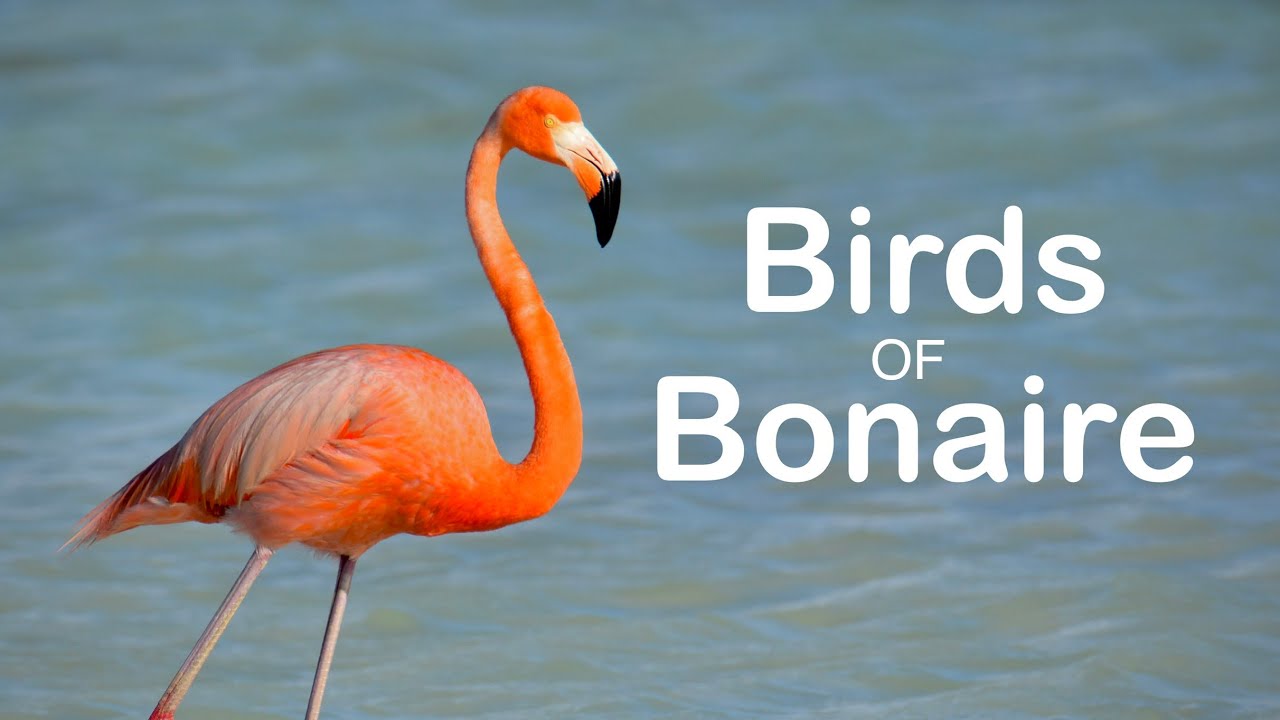 Birds of Bonaire