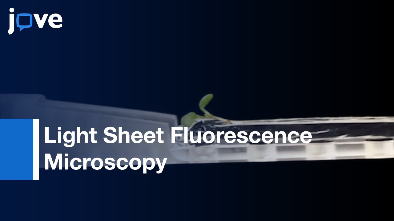 Light Sheet Fluorescence Microscopy:Plants Roots Growth-Surface of Gel