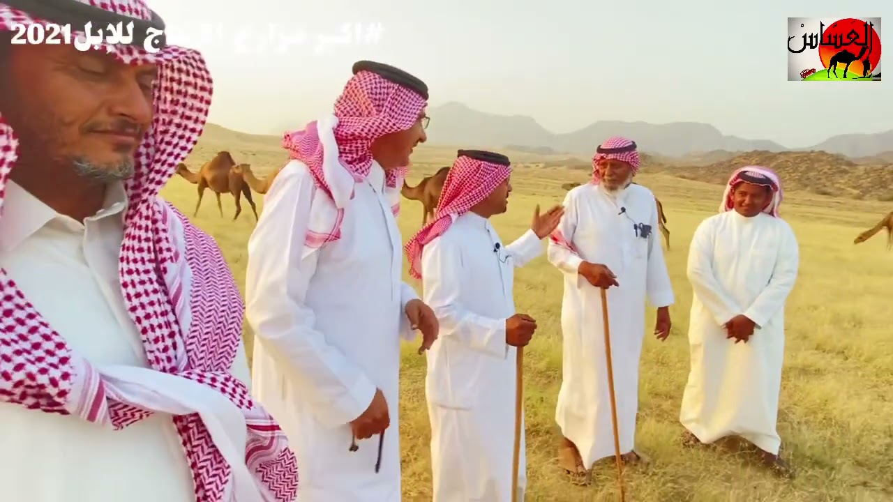 حلقة مع مالك الإبل / مهدلي سالم الربعي الناشري بعد لقاه مع عضو نادي الإبل /فوزان الماضي وفرحة الملاك