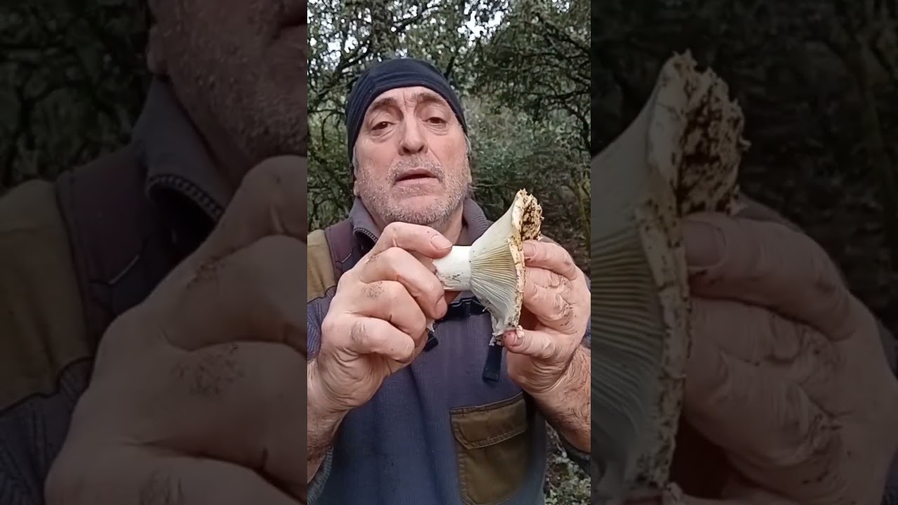 &iexcl;Esta seta tiene el color del cloro! 🍄 Aprende a diferenciar la Russula chloroides #Shorts