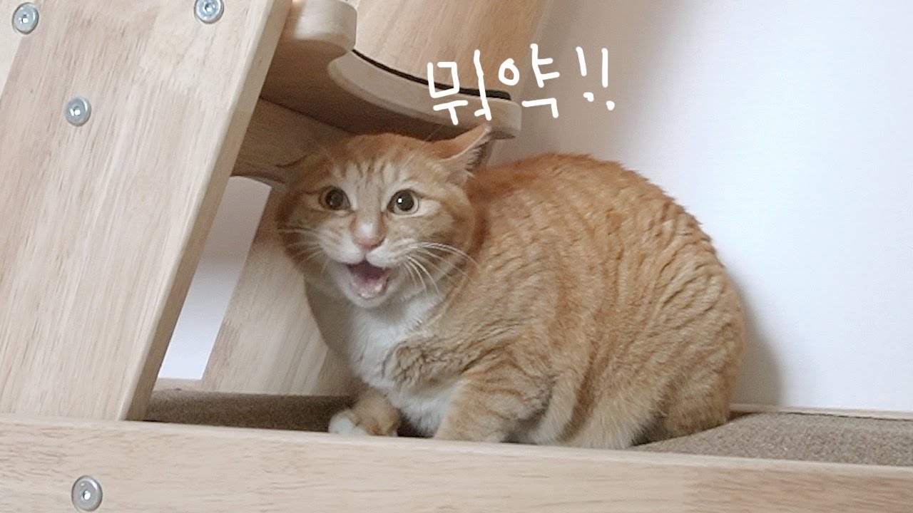 소심한 고양이를 위해 새로운 작전을 짰습니다