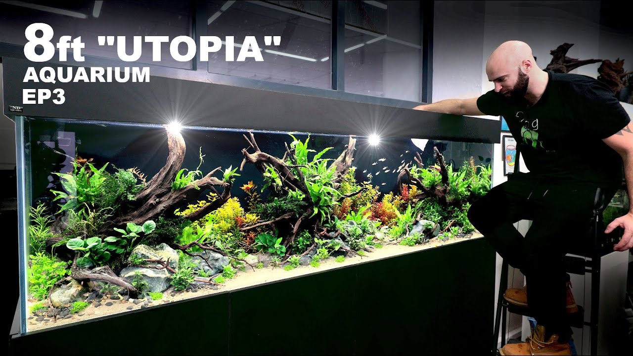 Building Utopia: 8ft Planted Aquarium (FINAL)