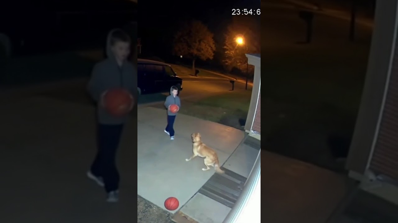 Golden Retriever Hero Saves Boy From Kidnapper | Real CCTV Footage | Dog Rescue