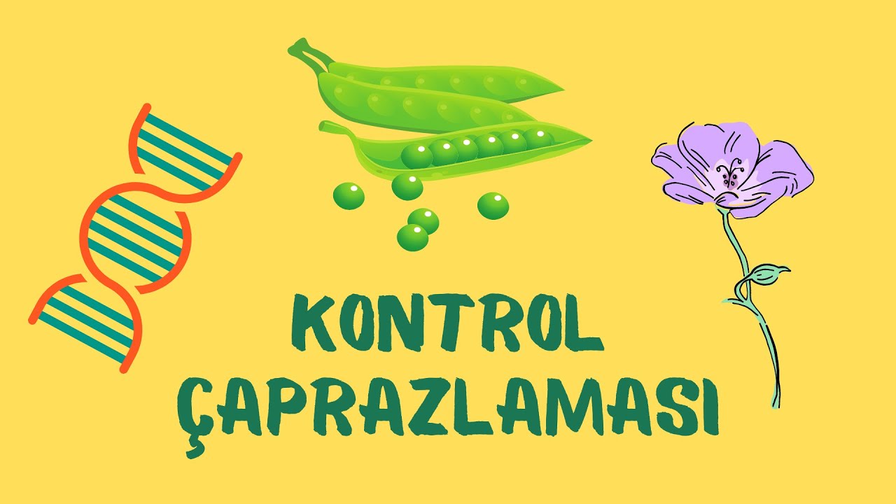 10.Sınıf Biyoloji: Kontrol Çaprazlaması