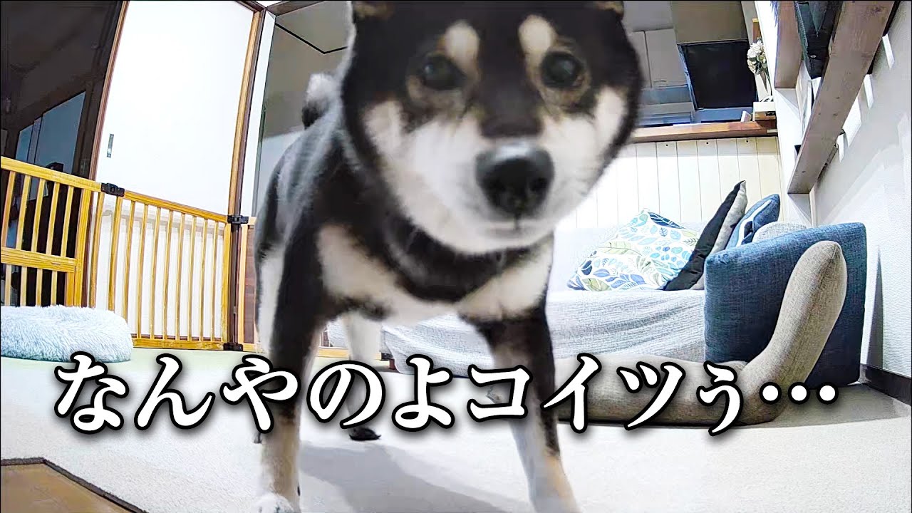 見守りカメラと戦う柴犬