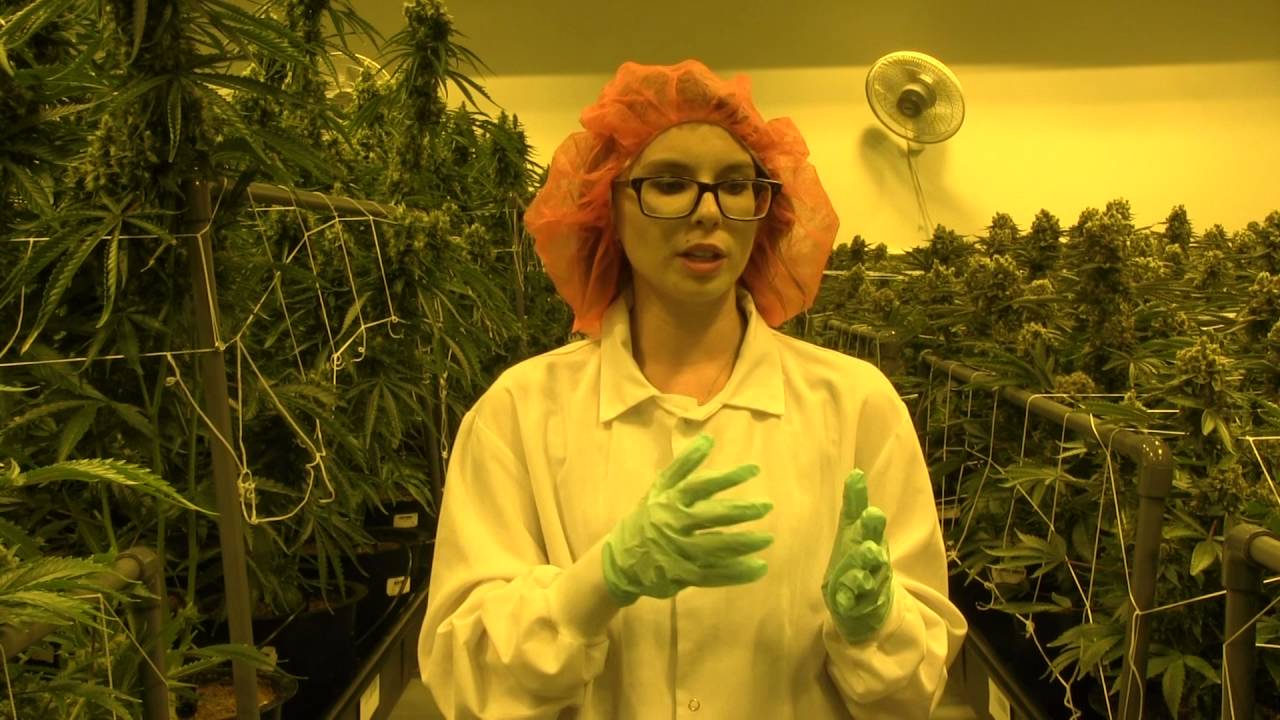 The Different Types of Cannabis Strains