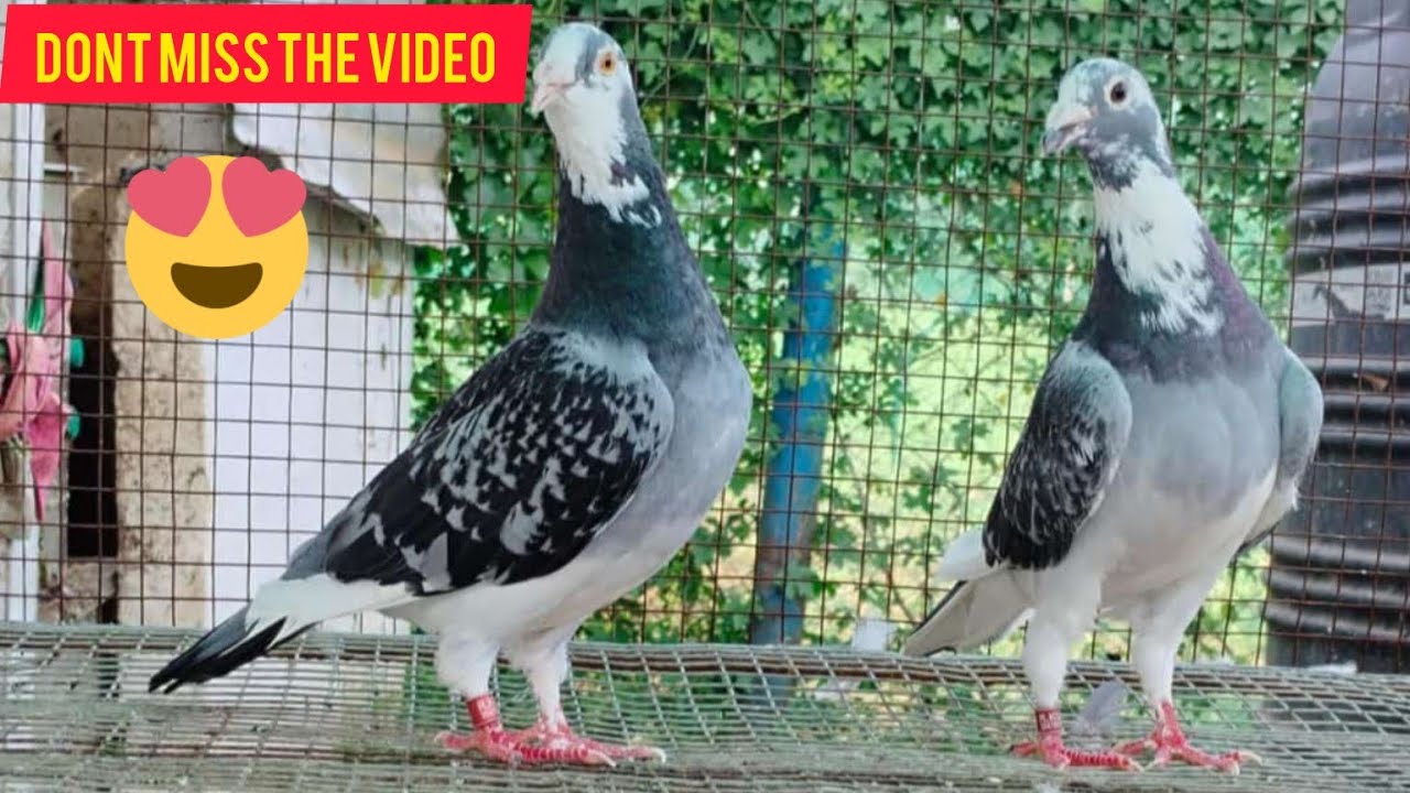 Racing Homer pairs |  Homer Pigeons | ಹೋಮರ್ ಪಾರಿವಾಳಗಳು