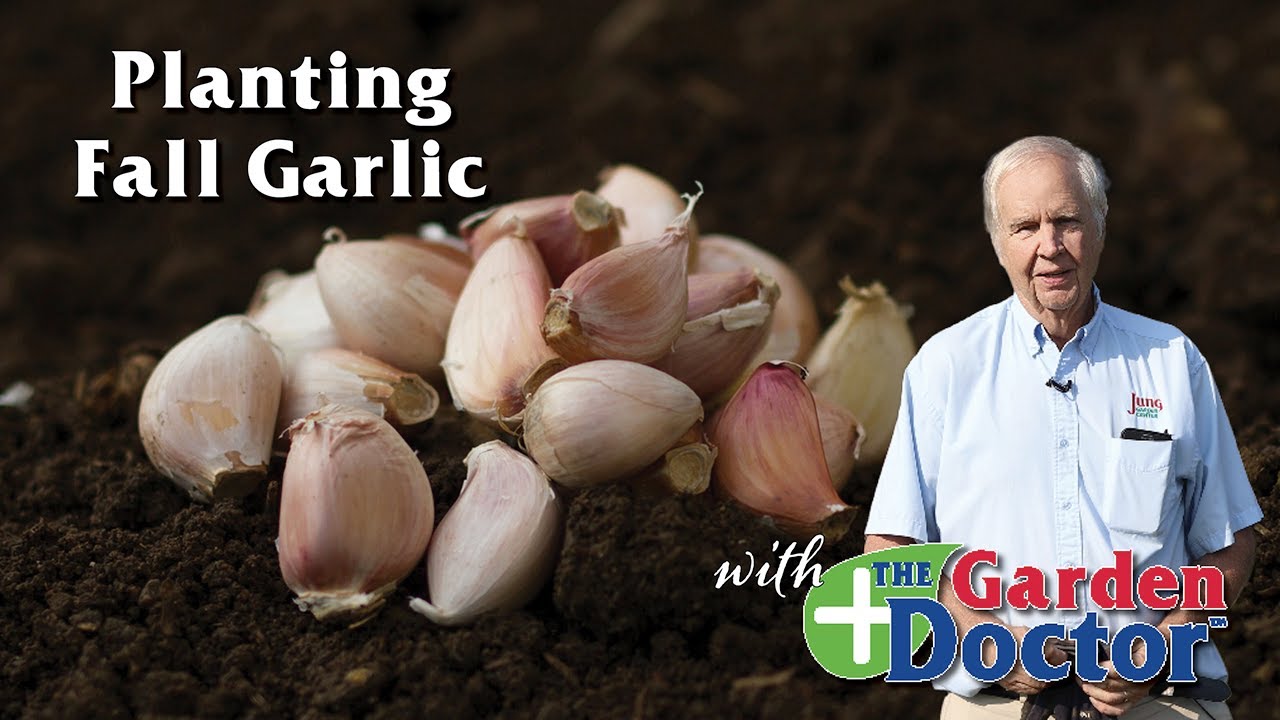 Planting Fall Garlic