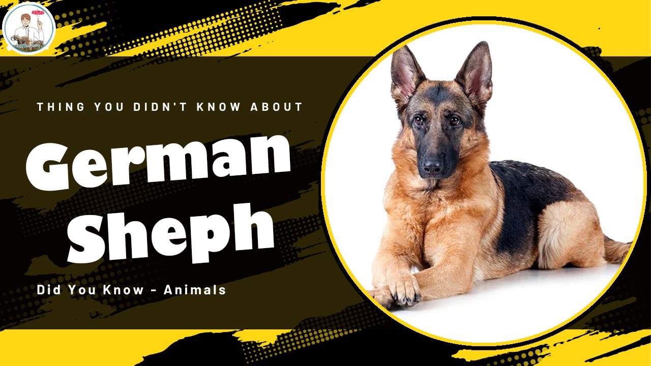 Thing You Didn't Know About German Sheph