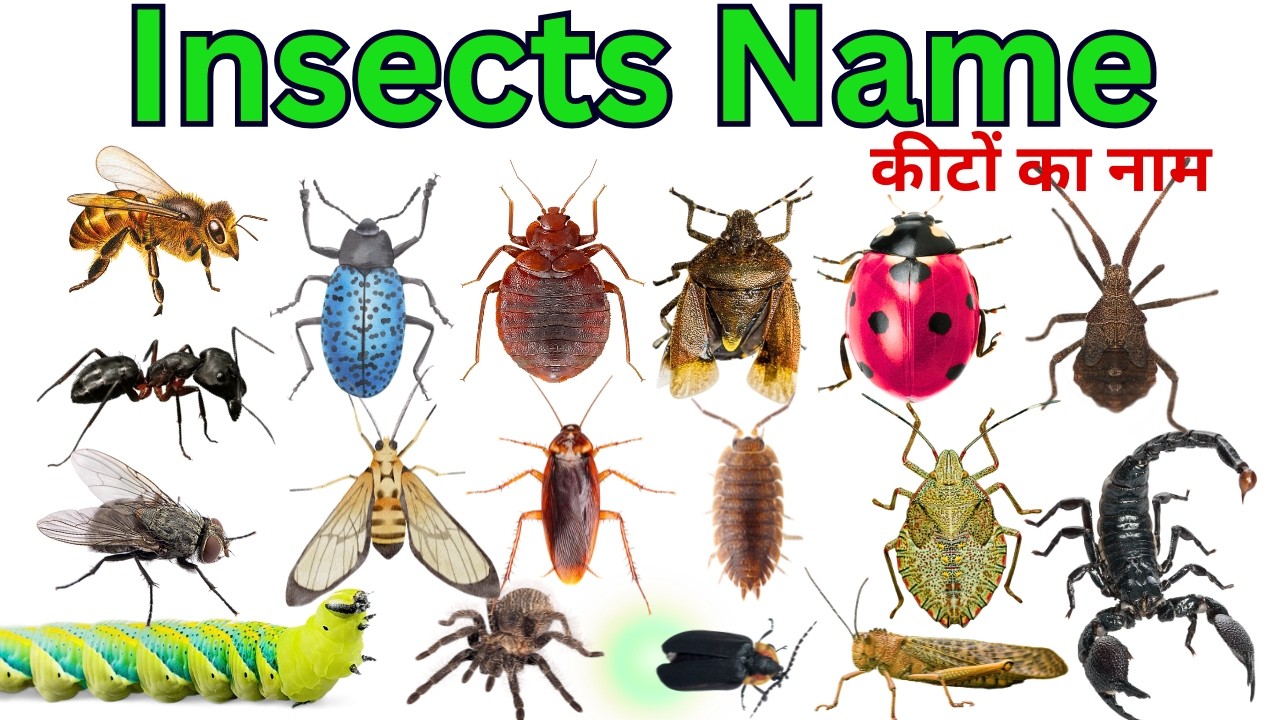 Insects Name | Learn 25 Insects Names for Kids in English | Names of insects | #insects