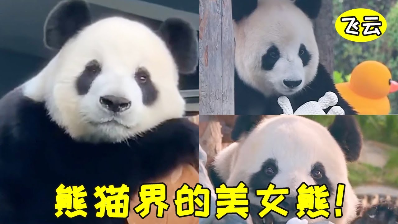 飛雲：沒錯我就是熊貓界的美女，我的奶爸每天都誇我長得美，真的很煩熊
