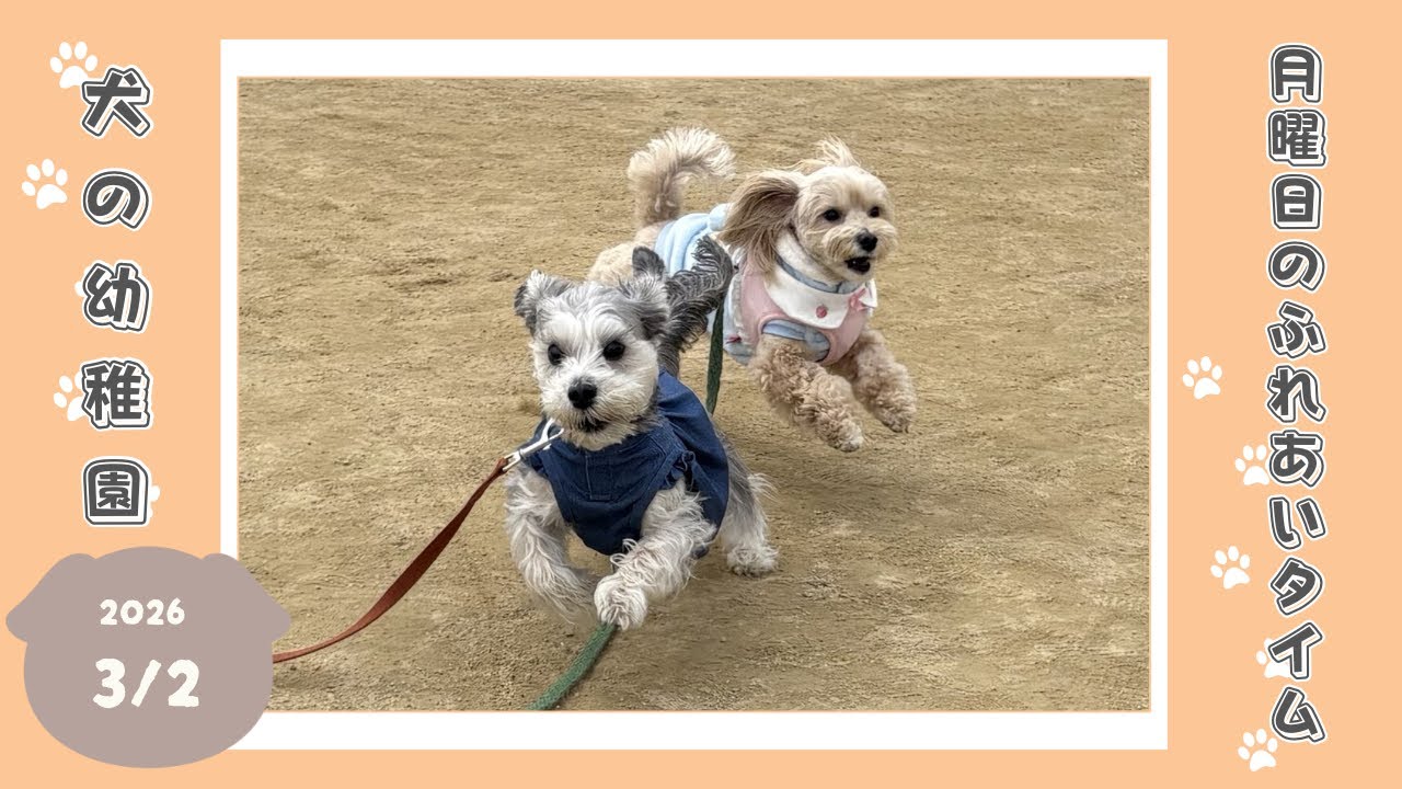【犬の幼稚園】わんわんようちえん　月曜日のふれあいタイム