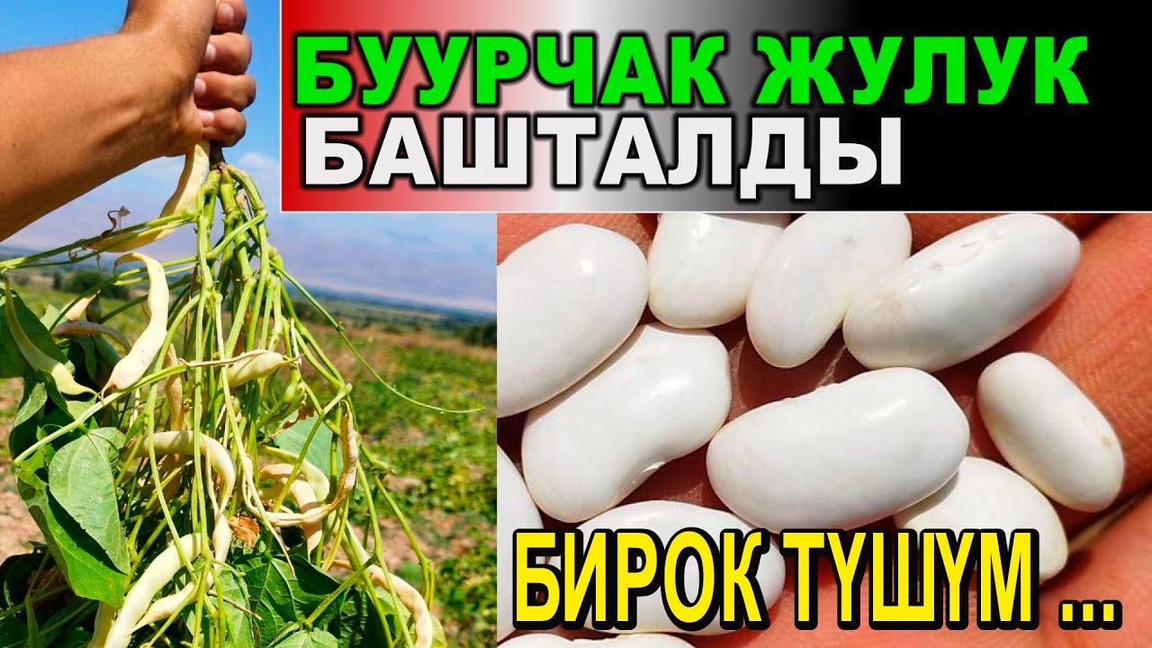 ТӨӨ БУУРЧАКТЫН быйылкы ТҮШҮМҮ КАНДАЙ? Таласта буурчак жулук башталды...