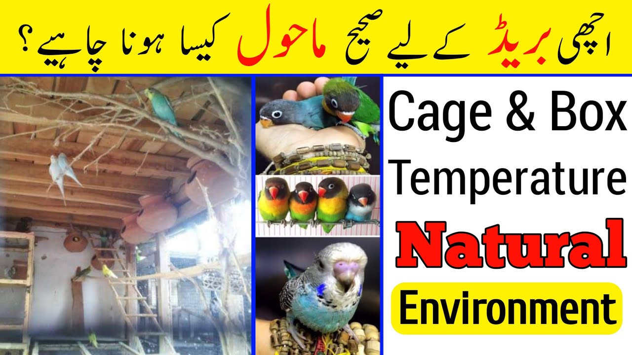 Birds ki breed ke lia aahi mahool best environment for parrots Breeding |National environment