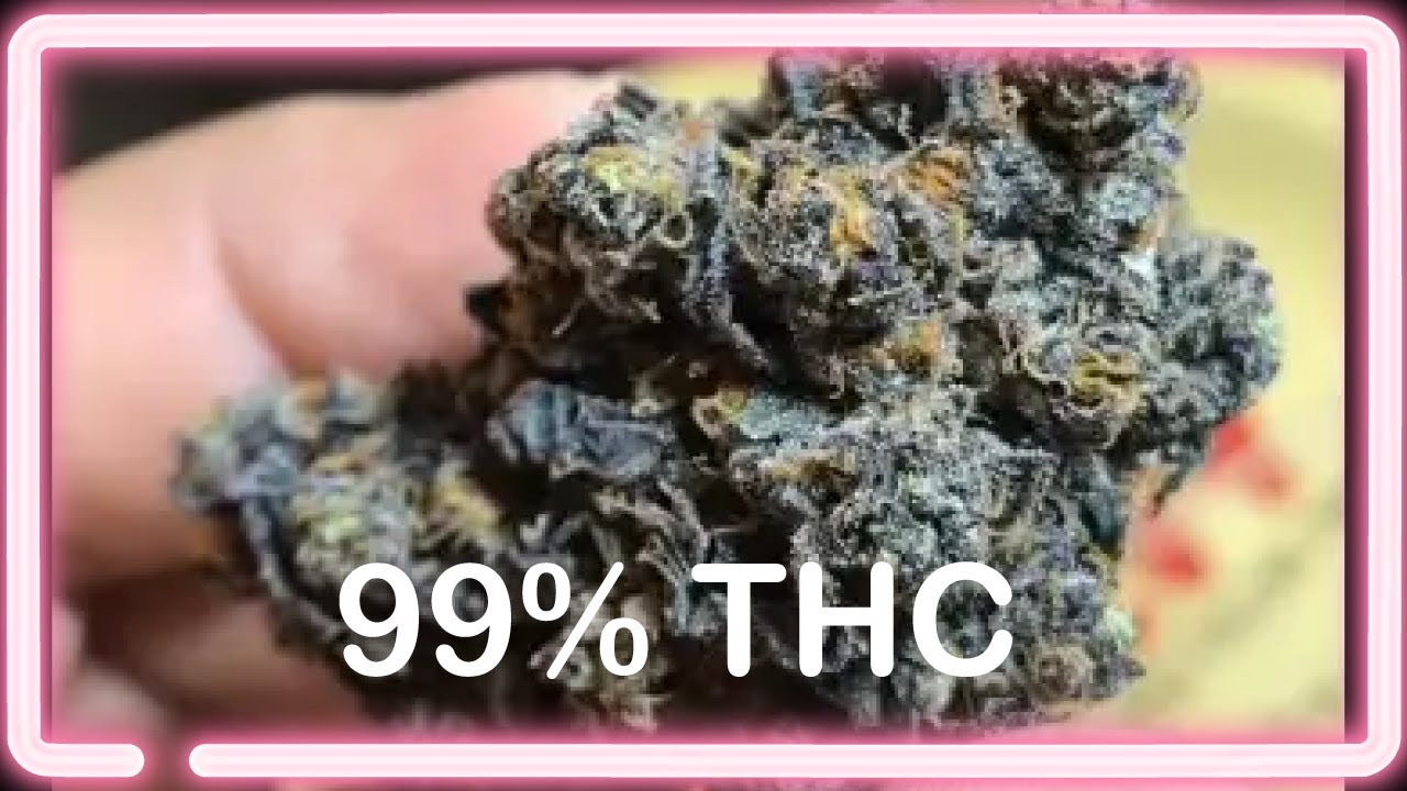 Las plantas de MARIHUANA mas POTENTES del MUNDO