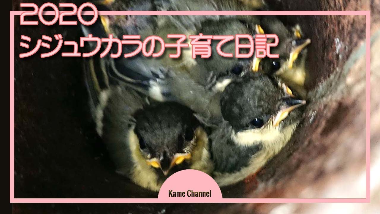シジュウカラの子育て日記 ～営巣から巣立ち～