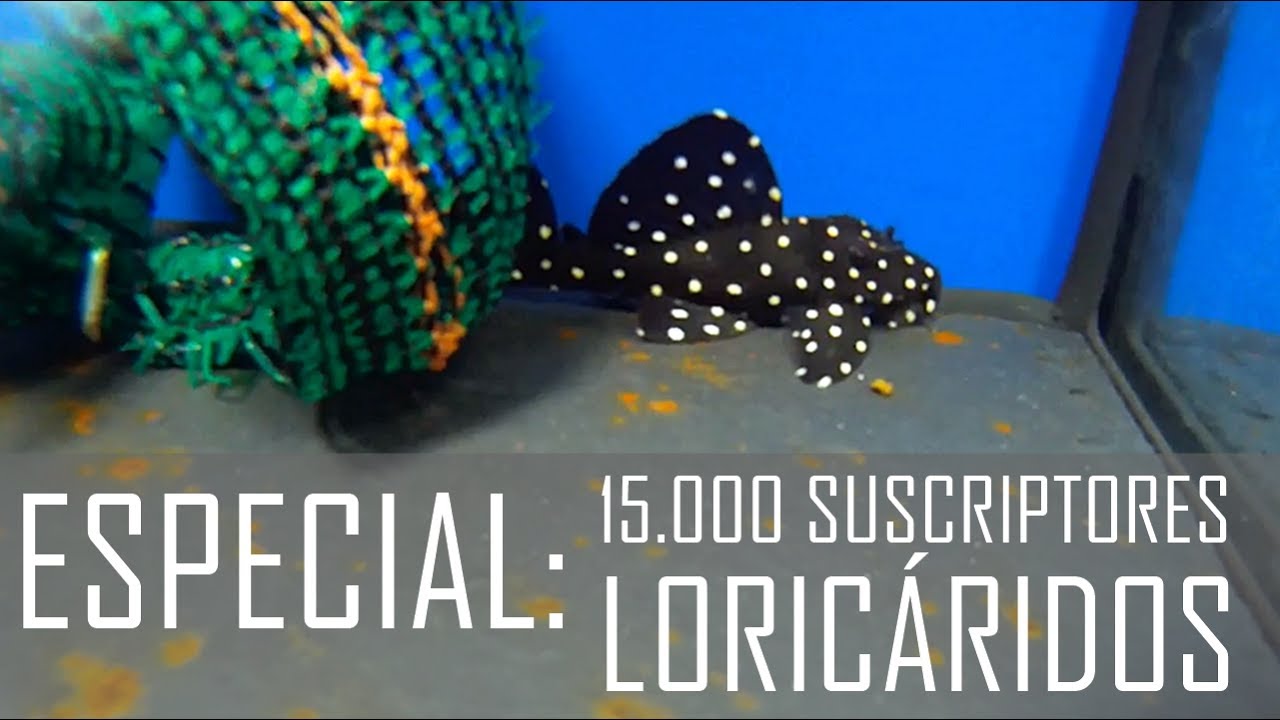 ESPECIAL 15.000 SUSCRIPTORES!!! Loricáridos (L007, L102, L169, L200, L239, L240, L333, L340, etc...)