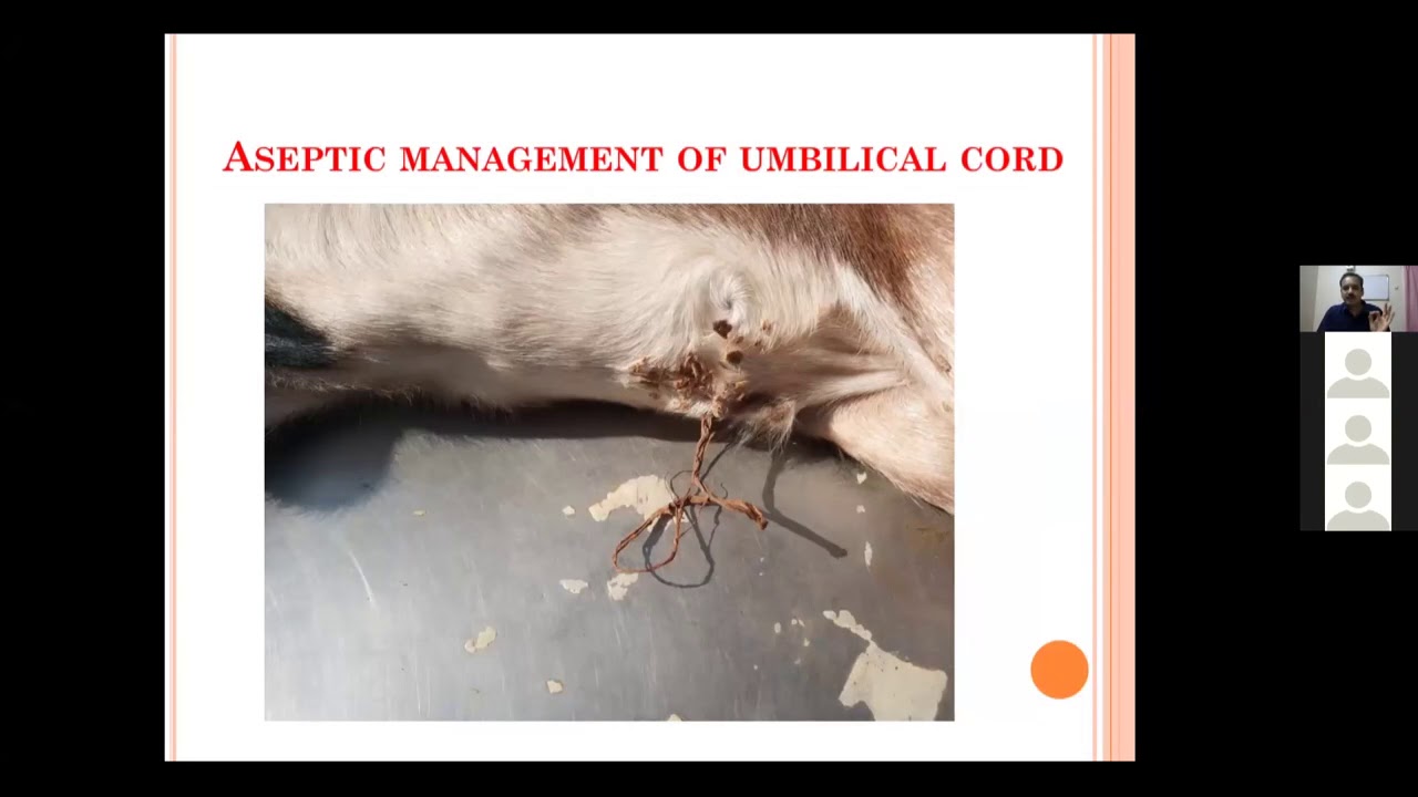 CLINICAL MANAGEMENT OF NEONATAL DISEASES IN FARM ANIMALS