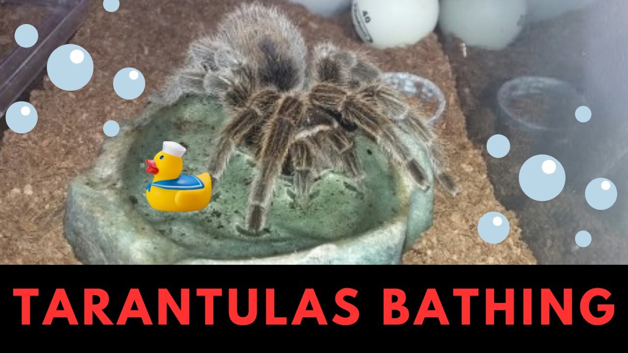 Adorable Clips Of My Two Tarantulas Bathing