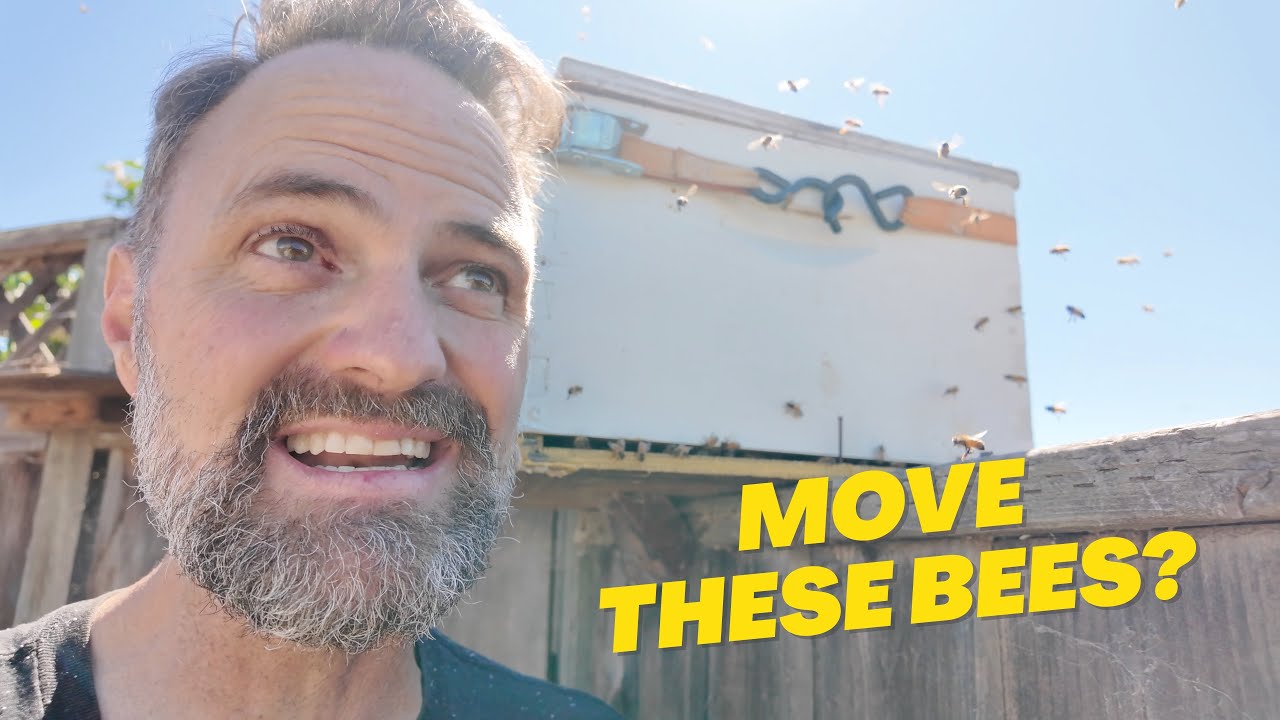 Moving Honeybees