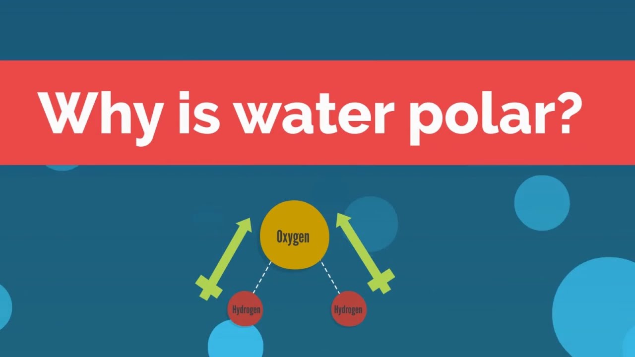 Why is water polar?