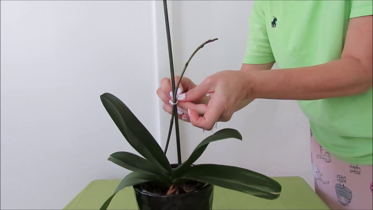 Como ponerle un tutor o tutores a la vara floral de mi Orquidea que trae botones #216