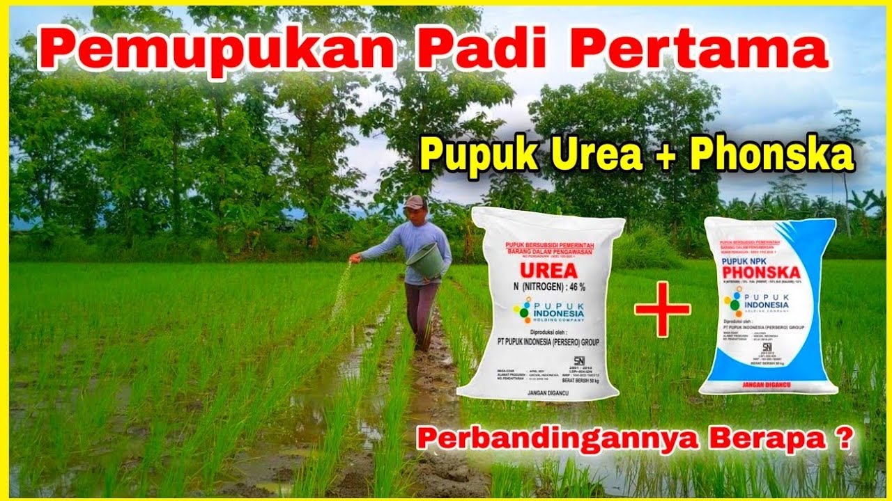 Pupuk Padi Pertama Menggunakan Pupuk Urea Dan Phonska Berapa Perbandingan Komposisinya ?