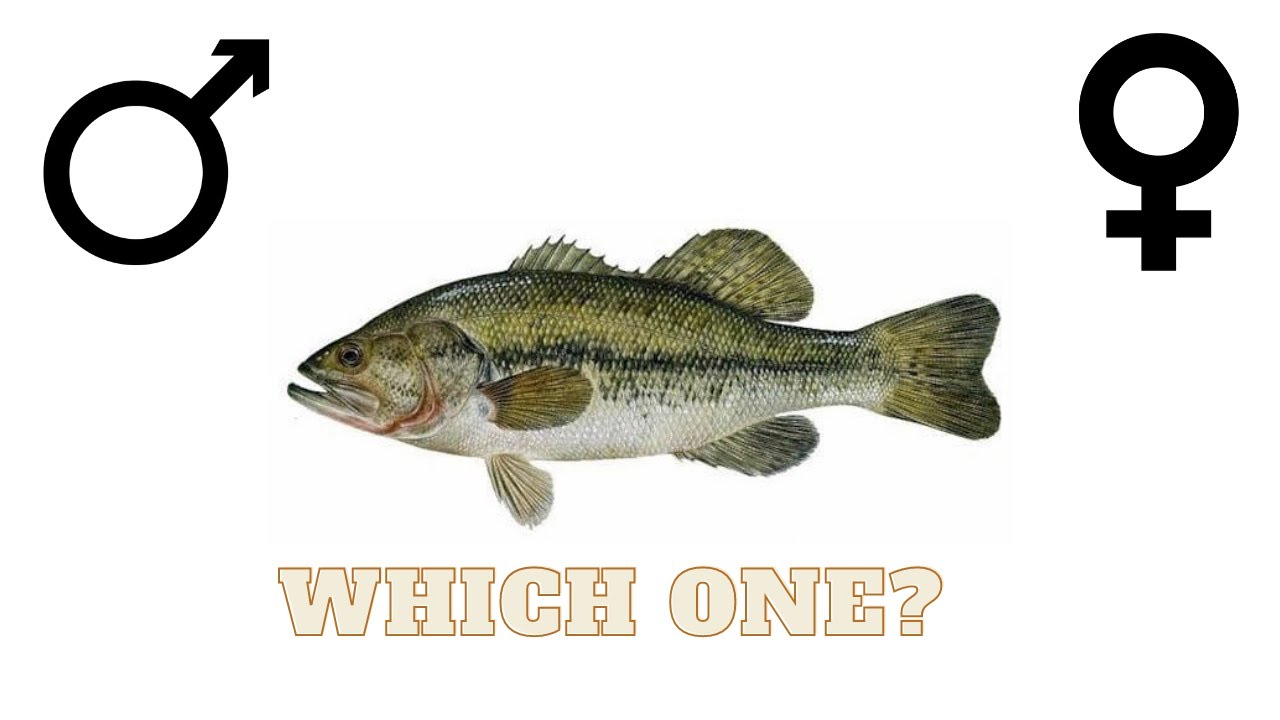 Ep. 1 - How to Determine Bass Gender