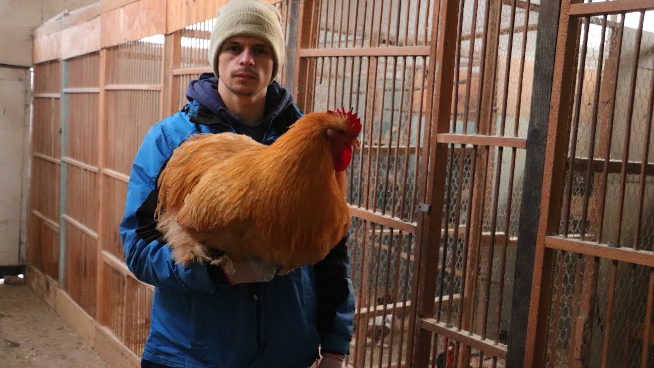 Turul complet al crescătoriei mele de păsări! Foarte multe noutăți!