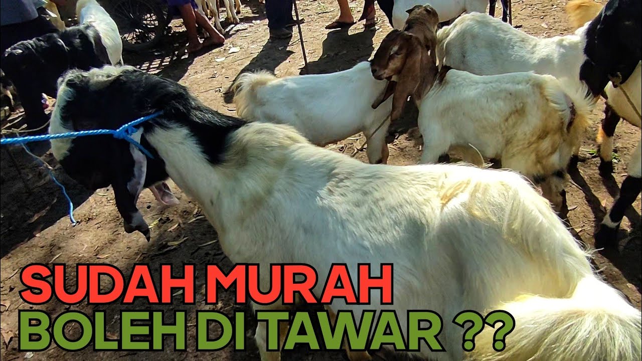 SUDAH MURAH BOLEH DI TAWAR ??? PASAR LEGI DURENAN TRENGGALEK.