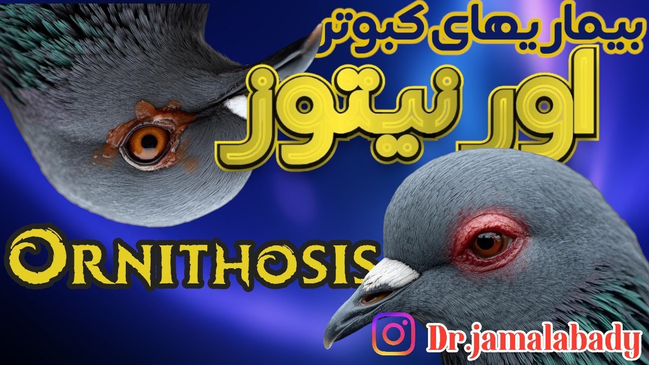 اورنیتوز و راه درمان