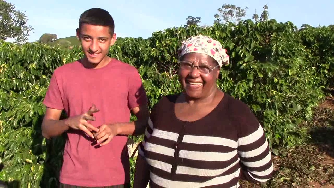 COLHEITA DO CAFÉ E PAMONHA